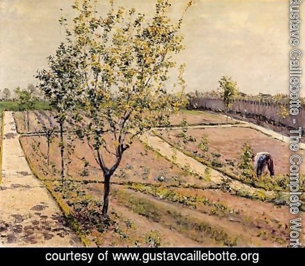 Gustave Caillebotte - Kitchen Garden  Petit Gennevilliers
