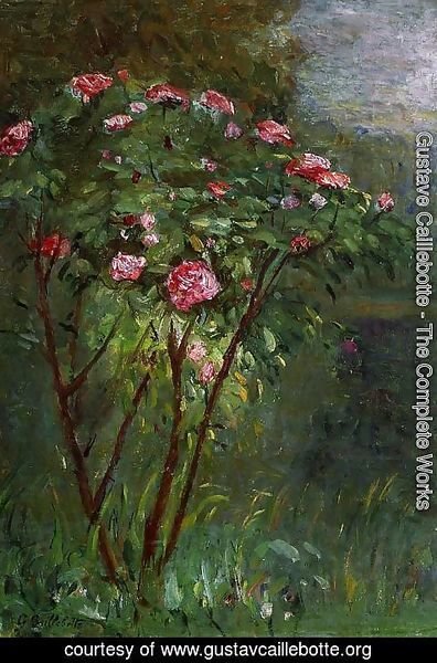 Gustave Caillebotte - Rose Bush In Flower