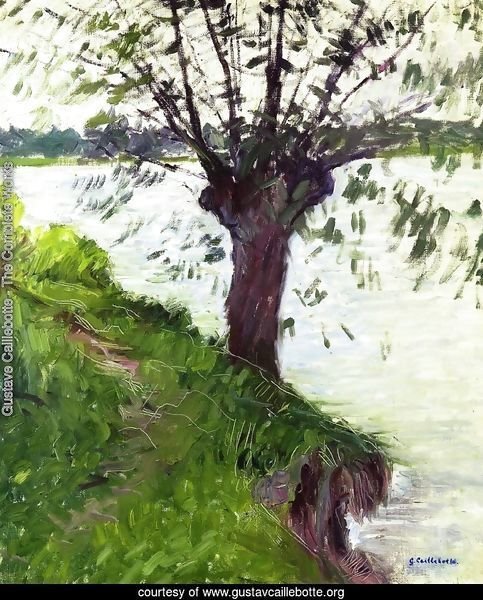 Willow On The Banks Of The Seine