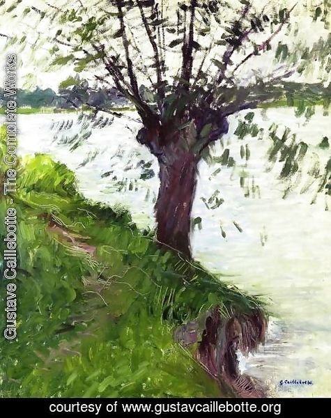 Gustave Caillebotte - Willow On The Banks Of The Seine